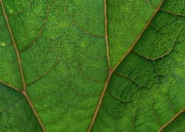 Green_Money_Climate