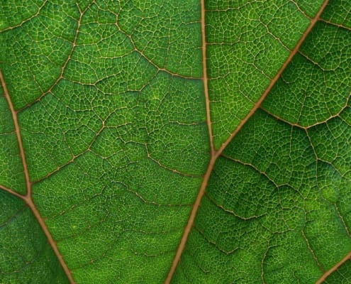 Green_Money_Climate